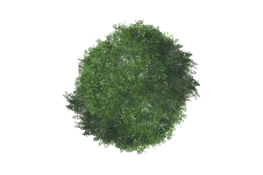 Top view of green natural tree for your landscape designs, isolated on white background.