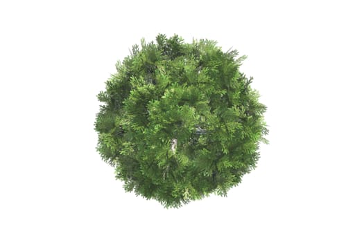 Top view of green natural tree for your landscape designs, isolated on white background.
