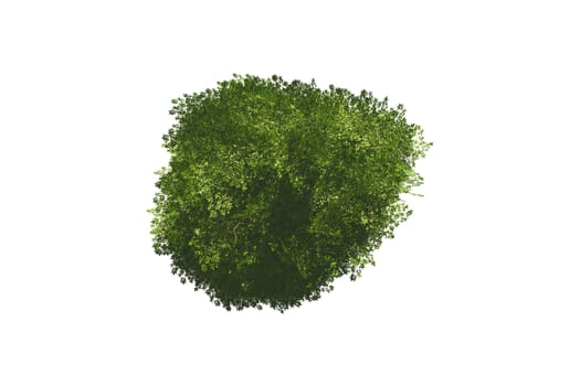 Top view of green natural tree for your landscape designs, isolated on white background.
