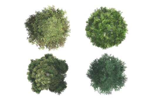 Top view of green natural trees, isolated on white background.