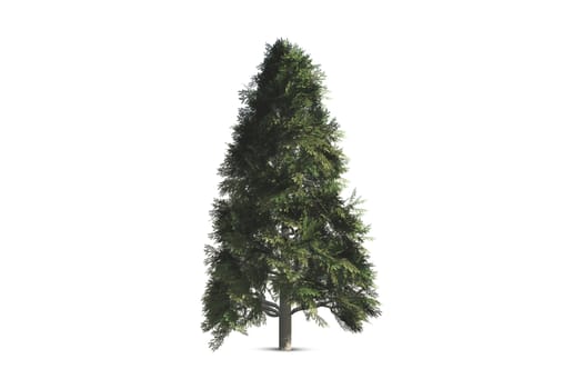 Single tree, isolated on white background.
