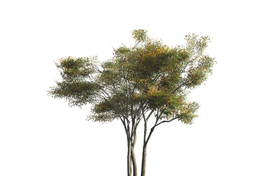 Single tree, isolated on white background.