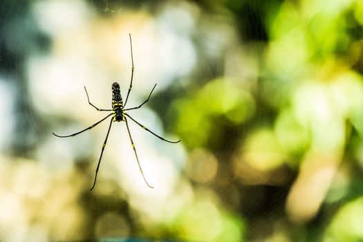 Spider with Defocus Background