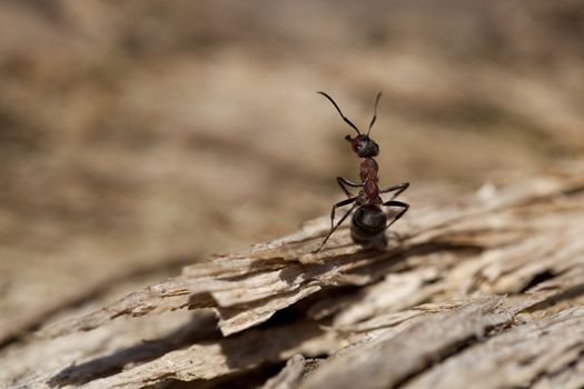 red ant (Formica rufa) sit on bark 