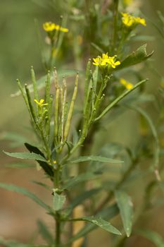 plant with little flowers (Erysimum cheiranthoides) 