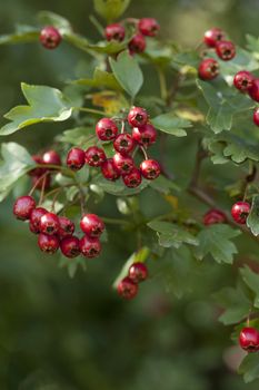 hawthorn tree (Crataegus monogyna) with red fruits