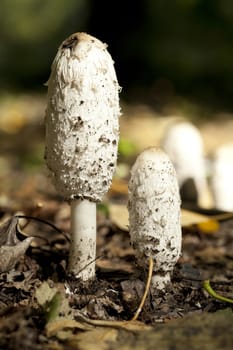 group edible mushroom (Coprinus comatus) in forest