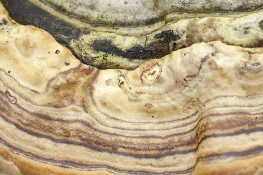 big bracket fungus (Fomes fomentarius) as background