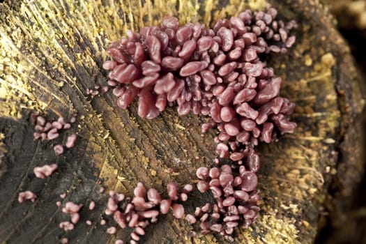 group much fungus on trunk (Ascocoryne sarcoides)  