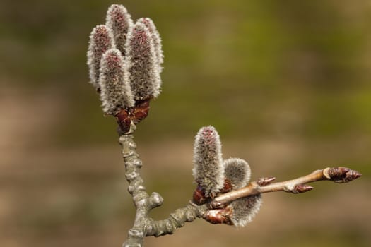 blossom poplar (Populus alba) on blurred background
