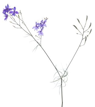 purple flower and seed (Consolida regalis) on white