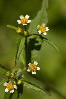 little flower (Galinsoga ciliata) on blurred background