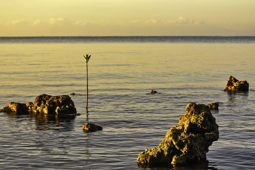 Sunrise over dead corals and mangrove seedling