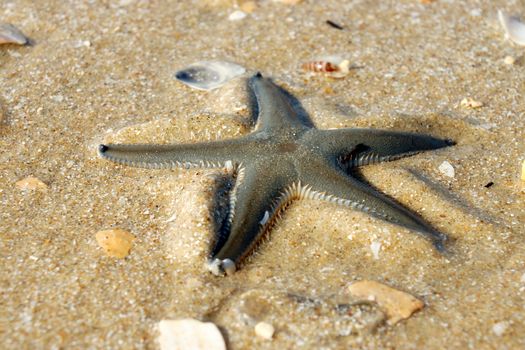 Starfish on the beach.