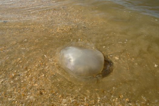 Beached jellyfish.
