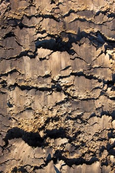 The soil surface with rich and various texture