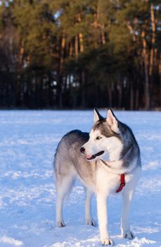 Siberian Husky watch the sunset in winter.