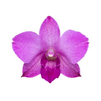Purple orchid isolated on white with clipping path