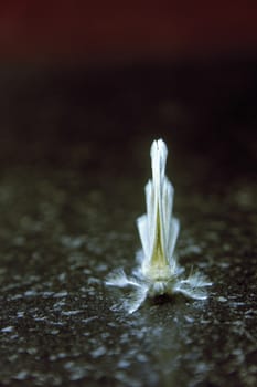 Yellow Tussock Moth - Euproctis lutea