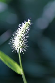 Setaria viridis is a species of grass known by many common names, including green foxtail, green bristlegrass, wild foxtail millet. It is sometimes considered a subspecies of Setaria italica.