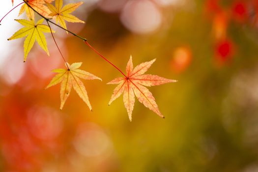 Red leaves in autumn at Japan