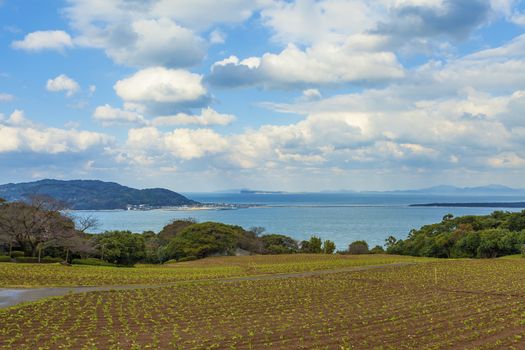 Flower field in Japan