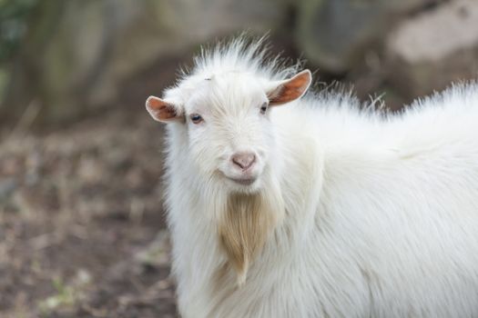 Goat on farm