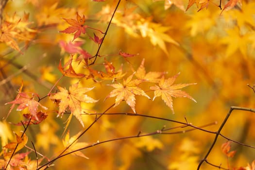 Autumn leaves background