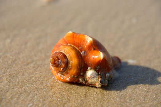 Orange shell.