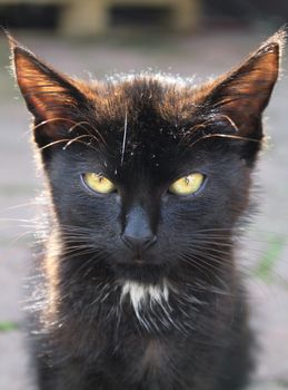 Black fluffy kitten , portrait