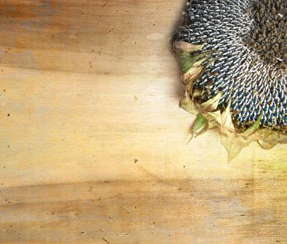 Sunflower on the wooden background