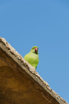 Green parrot bird with blue sky