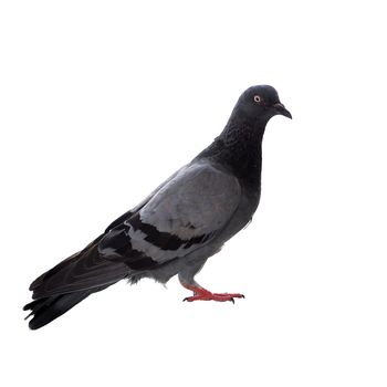 pigeon bird isolated on white background