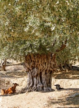 Photo of a goat in the olive grove 