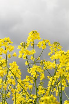 Field of rapeseed against sky with clouds