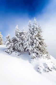 Pine forest covered in snow on winter season - Poiana Brasov