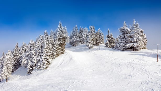 Pine forest covered in snow on winter season - Poiana Brasov