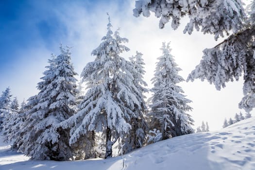 Pine trees covered in snow on winter season in Poiana Brasov, Romania
