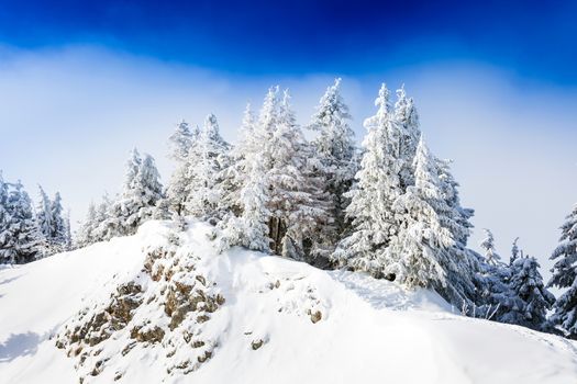Pine trees covered in snow on winter season in Poiana Brasov, Romania