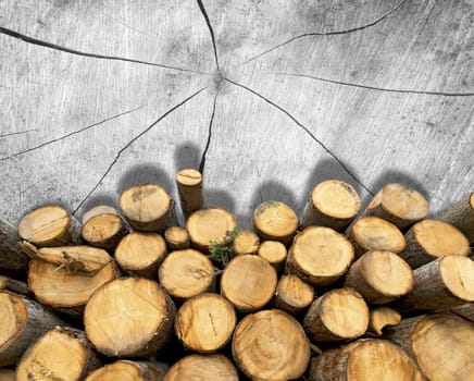 Trunks of trees cut and stacked in the foreground, grey section of tree trunk in the background