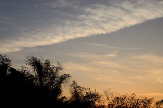 Wave cloud in sunset sky with tree silhouette