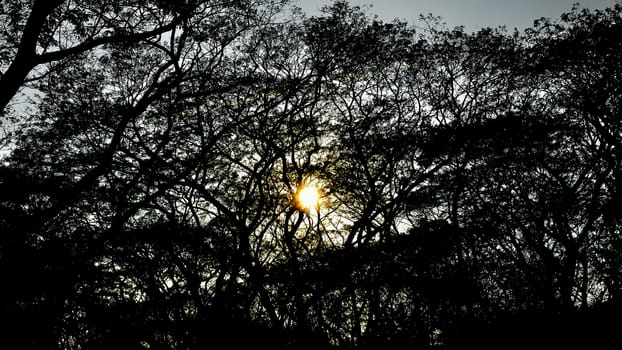 Tree silhouette nature pattern with sunset sky