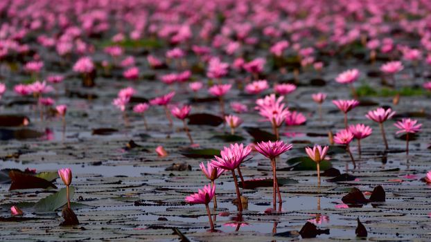 Sea of pink lotus,Nong Han, Udon Thani, Thailand (unseen in Thailand)