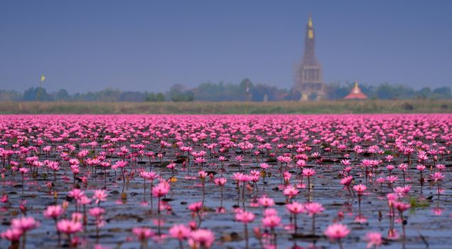 Sea of pink lotus,Nong Han, Udon Thani, Thailand (unseen in Thailand)