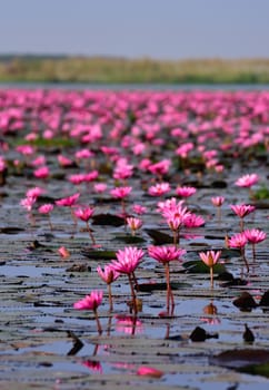 Sea of pink lotus,Nong Han, Udon Thani, Thailand (unseen in Thailand)