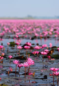 Sea of pink lotus,Nong Han, Udon Thani, Thailand (unseen in Thailand)