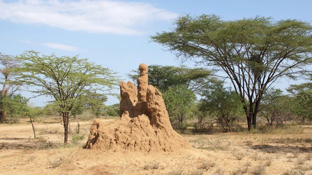 Termite nest in the south of Ethiopia, Africa