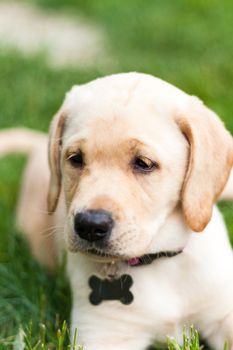 Close up of a cute yellow labrador puppy laying in the grass outdoors. Shallow depth of field.