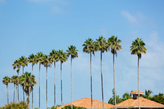 A row of palm trees in a tropical Florida setting.