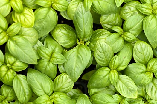 Close up of young basil plants.  Shallow depth of field.